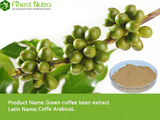 Green Coffee Bean Extract - Chlorogenic Acids 50%